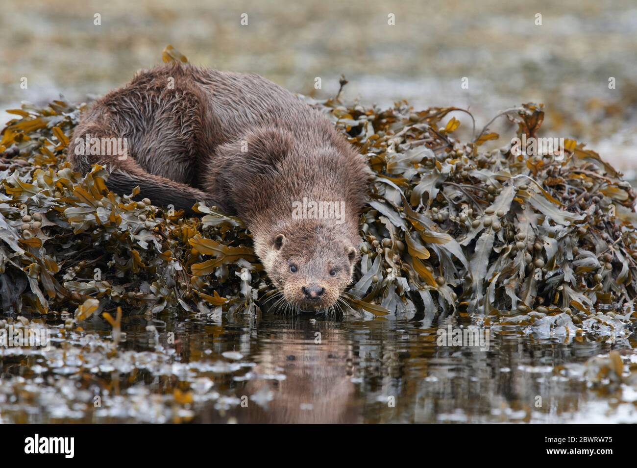 European otter (Lutra lutra) UK Stock Photo