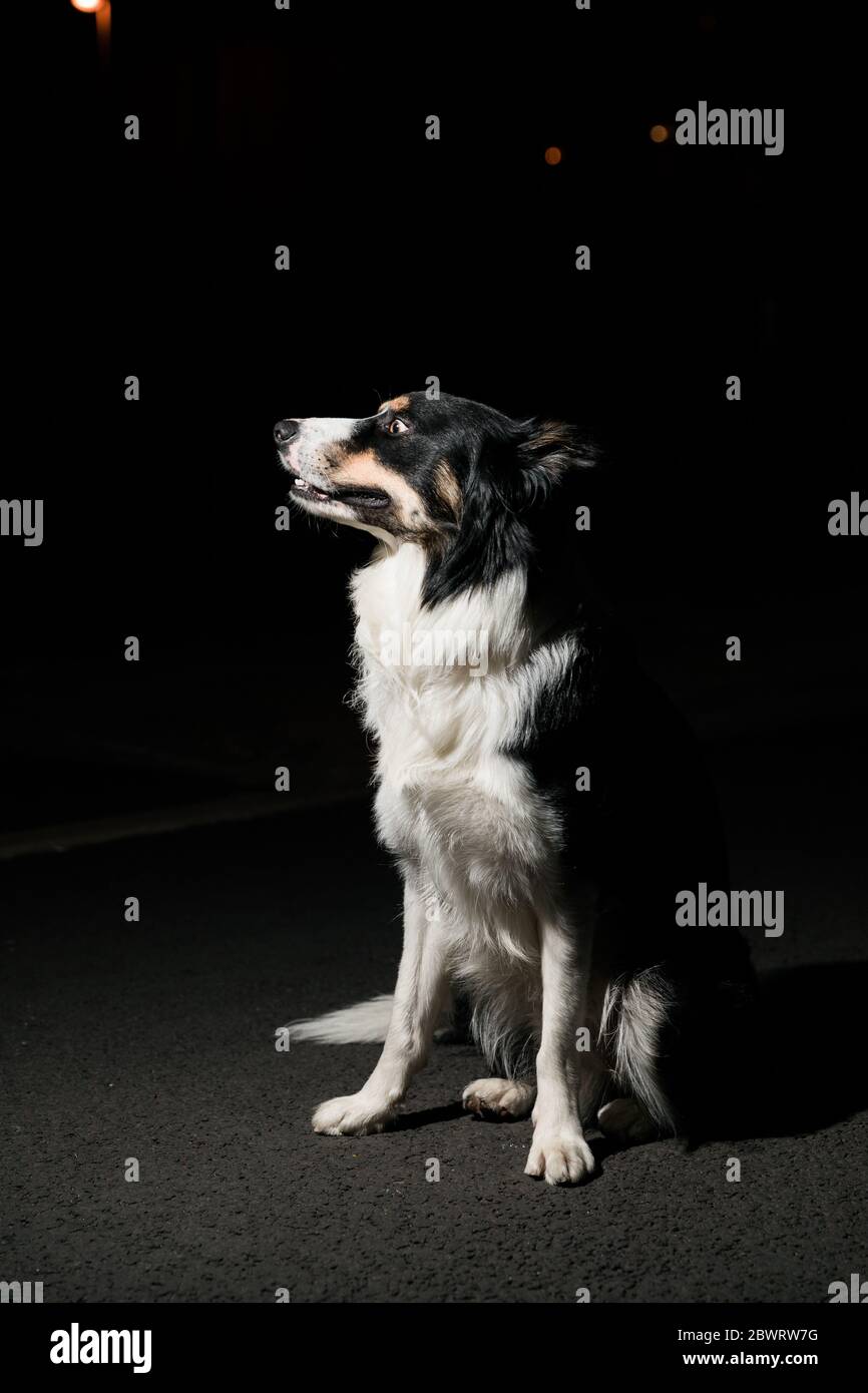 Adorable black and white long hair dog against dark background Stock