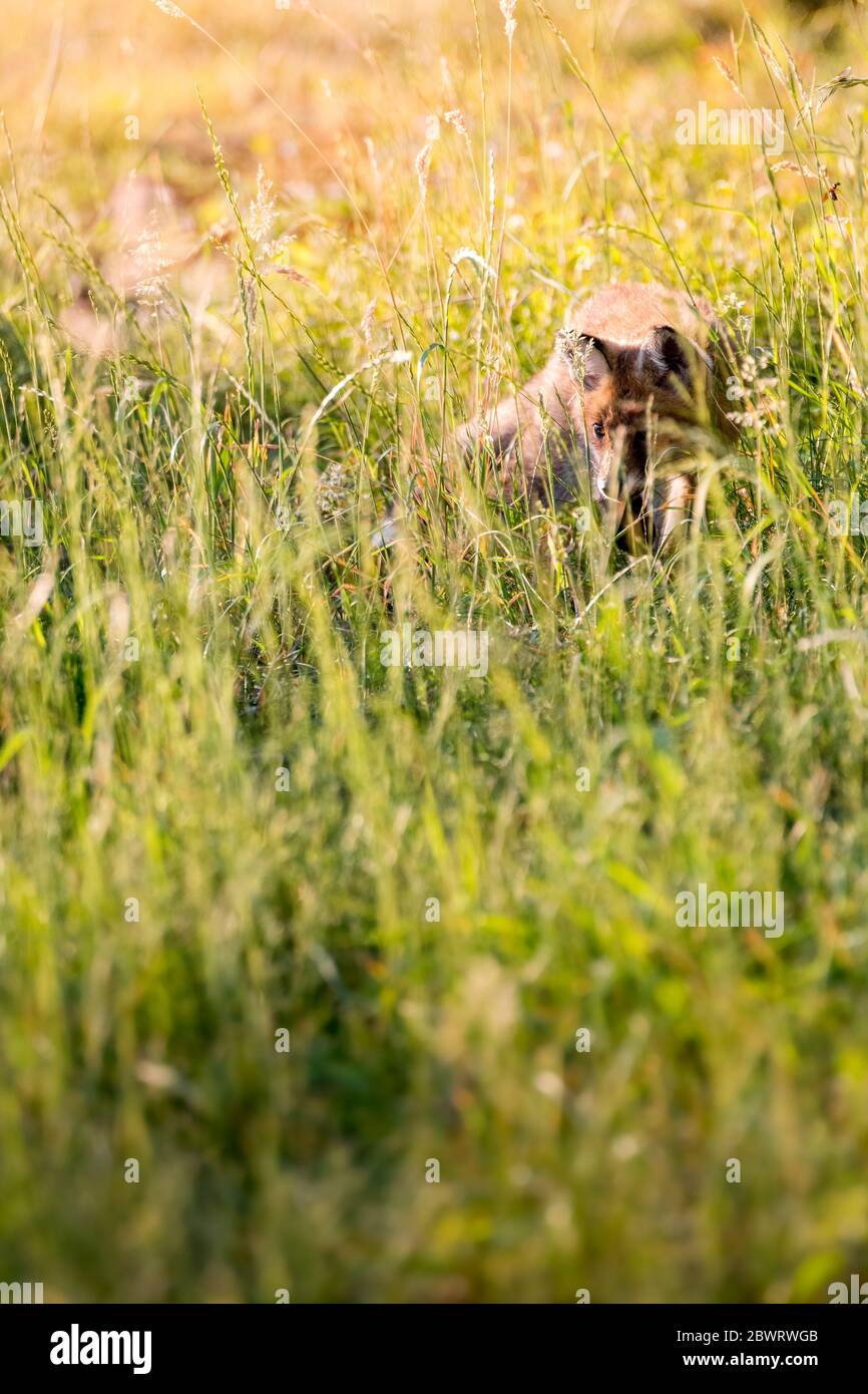 Aaretal Hi-res Stock Photography And Images - Alamy