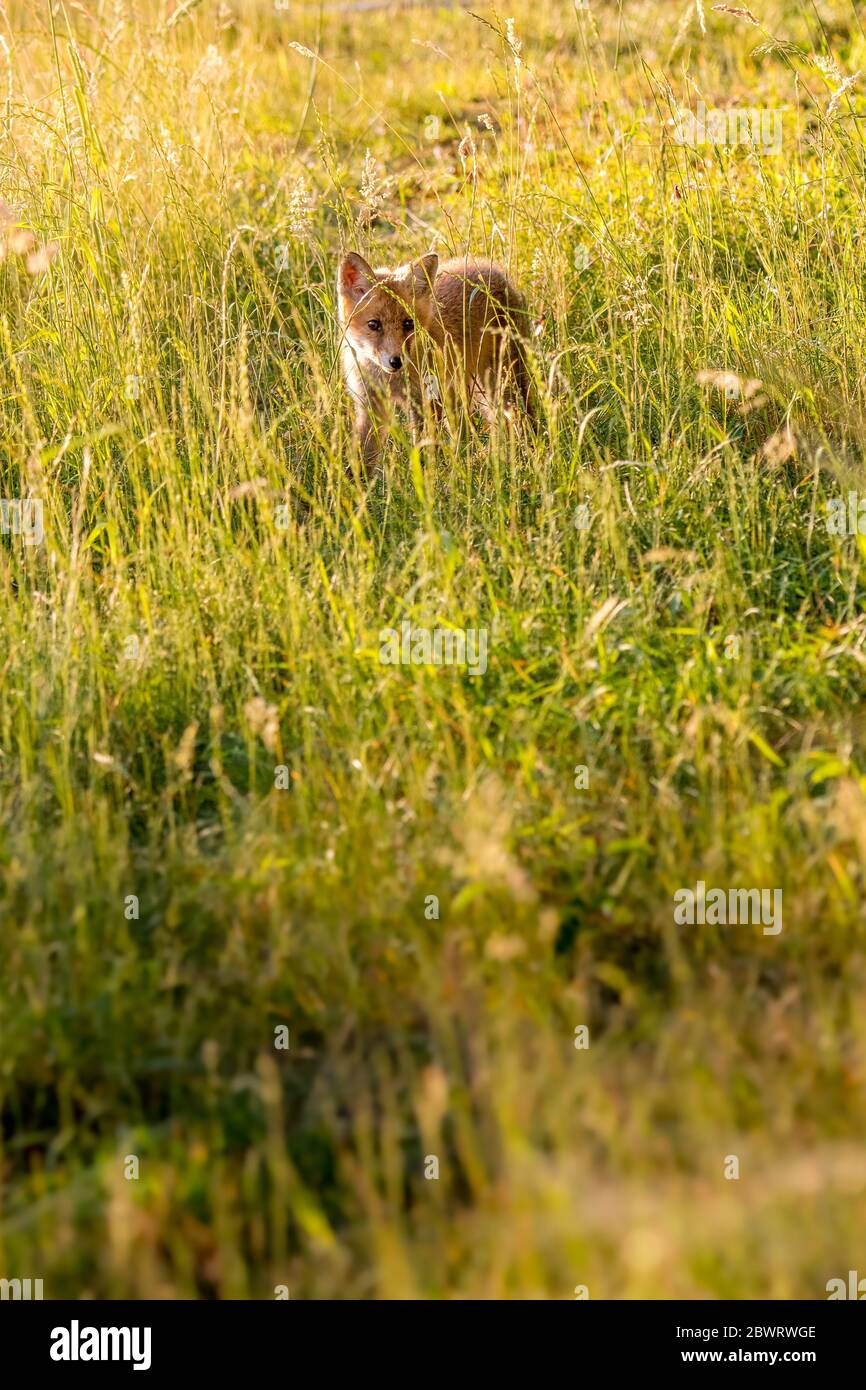 junger Fuchs in hohem Gras am Waldrand im Aaretal Stock Photo