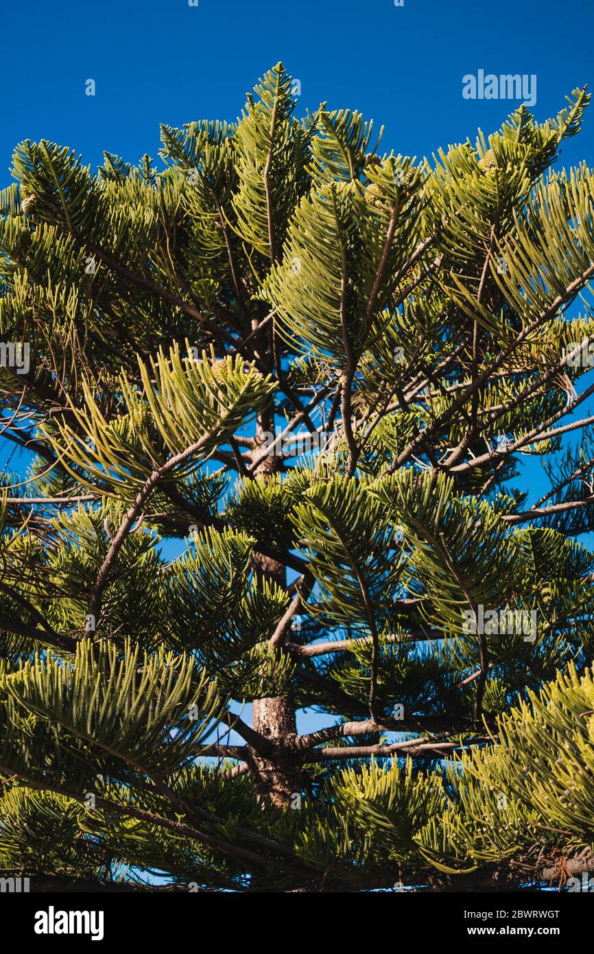 native Australian Norfolk Island pine tree with blue sky in the