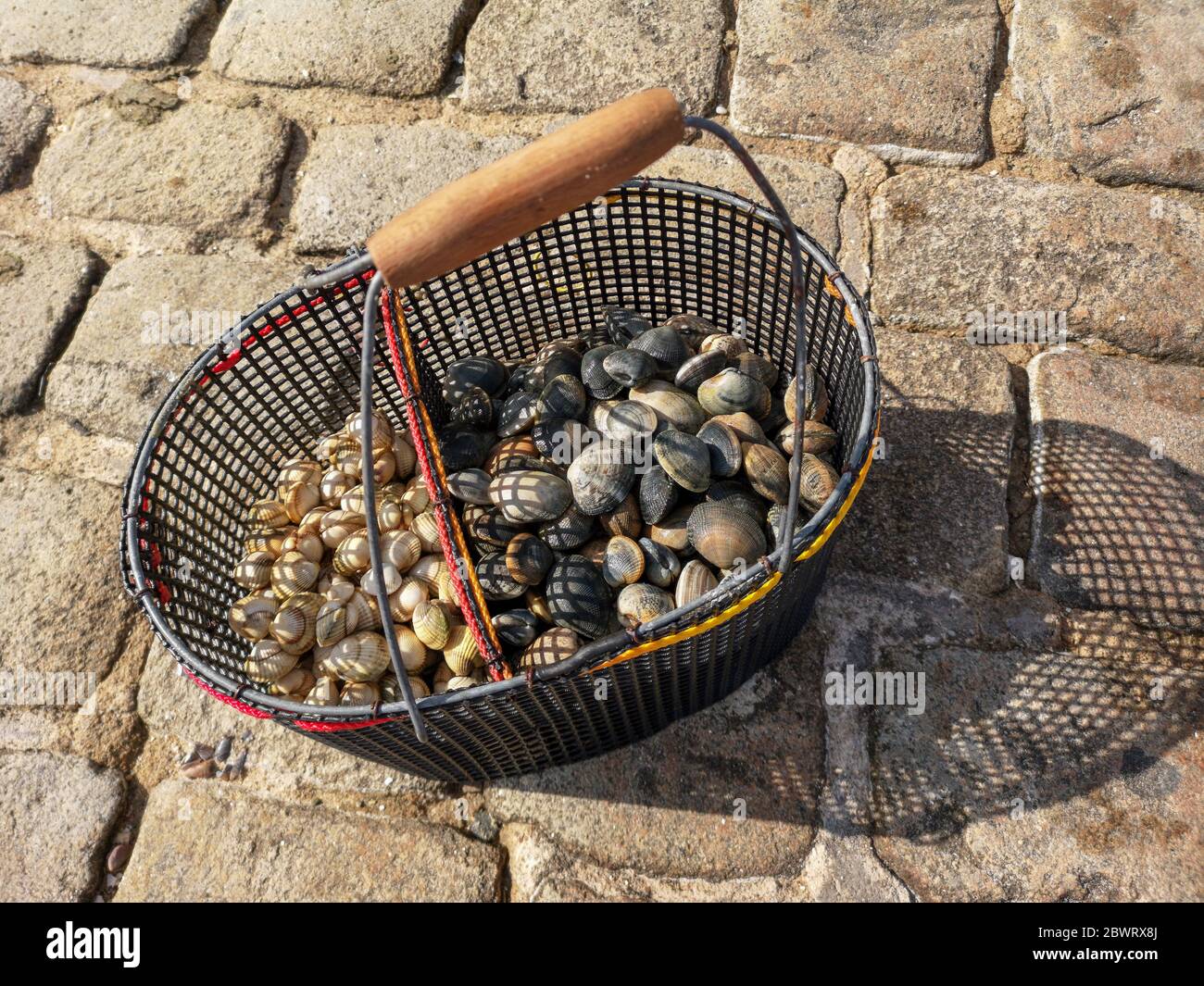 Cockles and clams in a bucket fresh from the sea. Fishing sea shells. Stock Photo