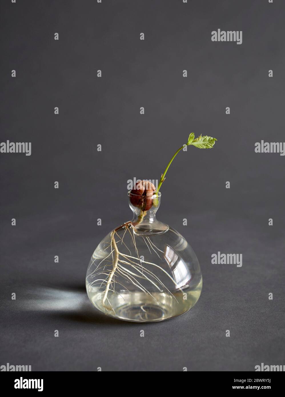 A clear glass vase holding water and growing an oak tree from a seedling. Stock Photo