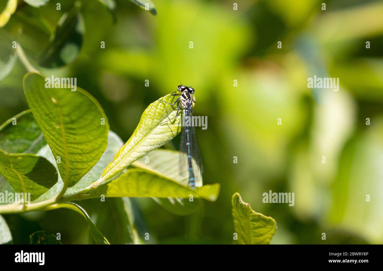 Azure Damselfly female on leaf Stock Photo - Alamy