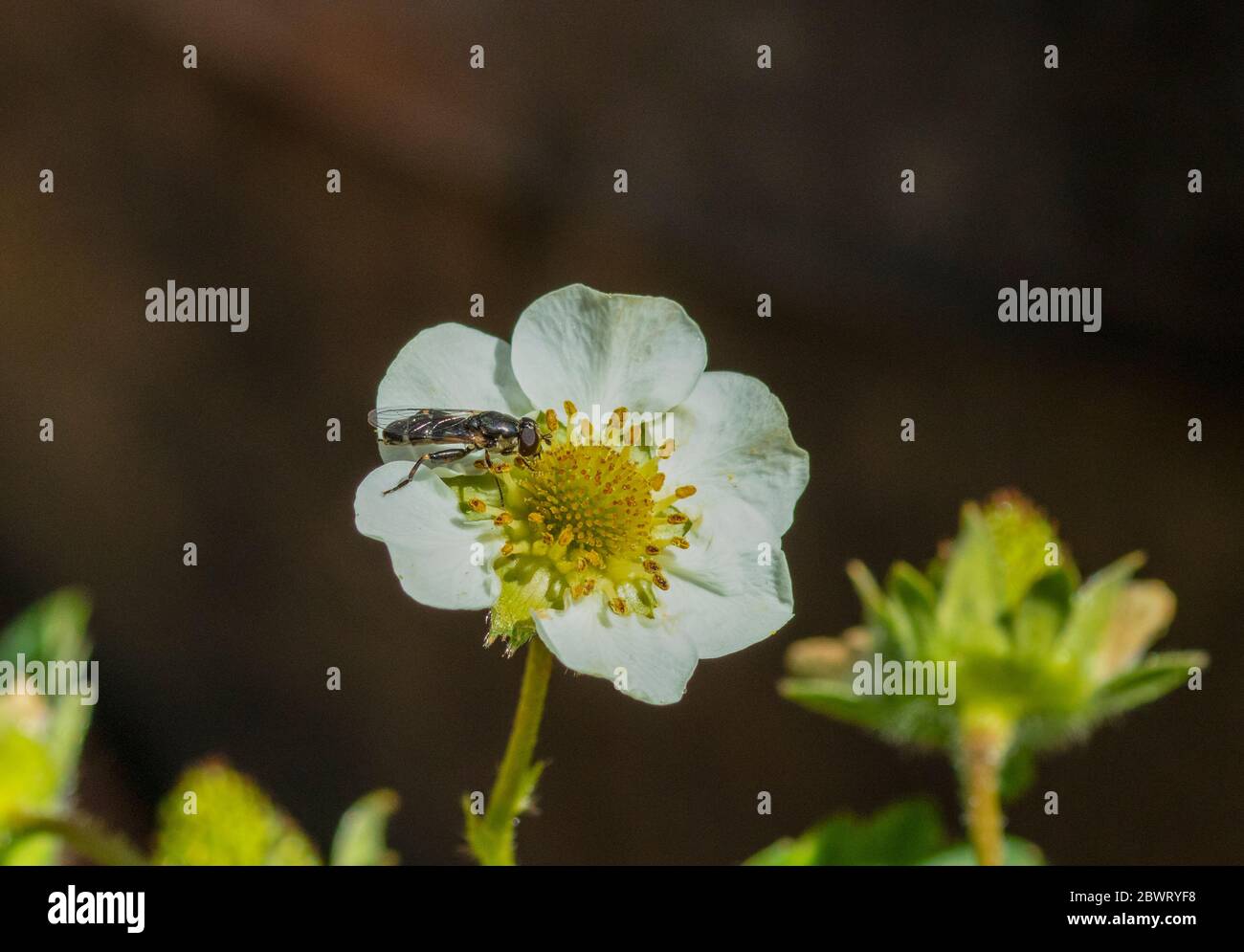 Thick-legged hoverfly on strawberry plant Stock Photo