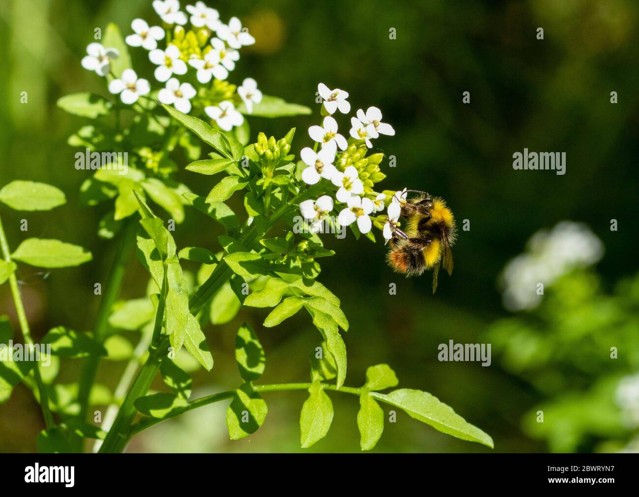 Early Bumblebee on flower Stock Photo