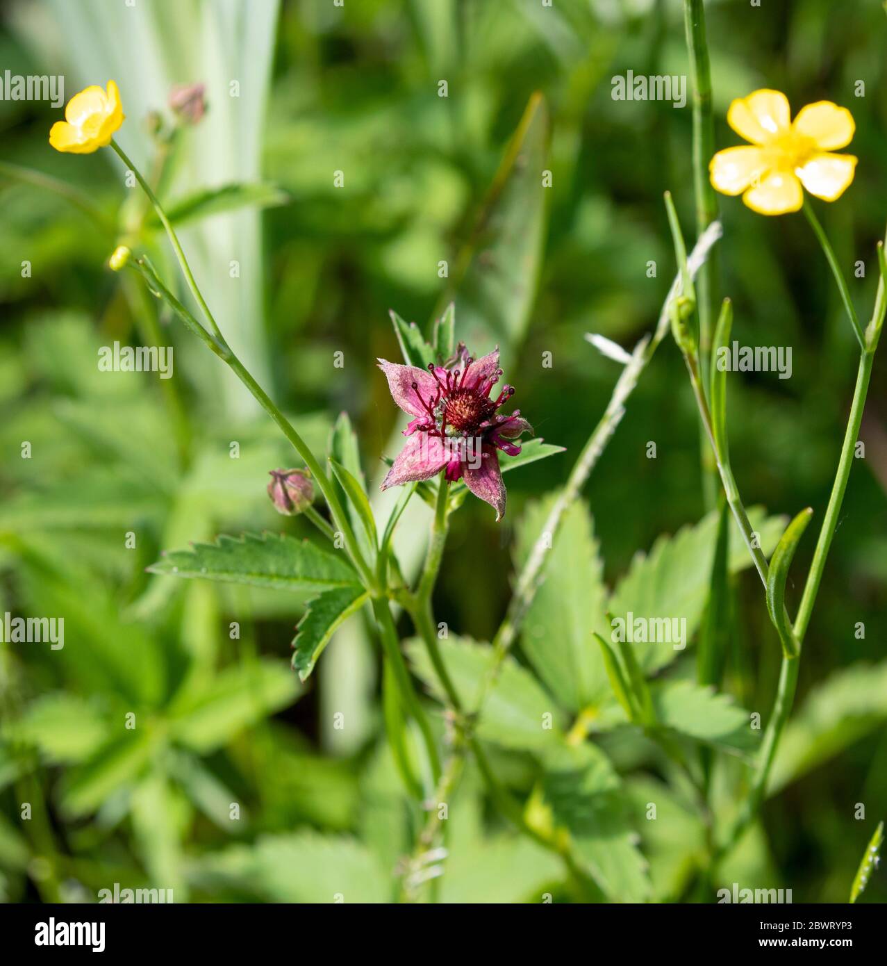 Marsh cinquefoil and buttercups Stock Photo