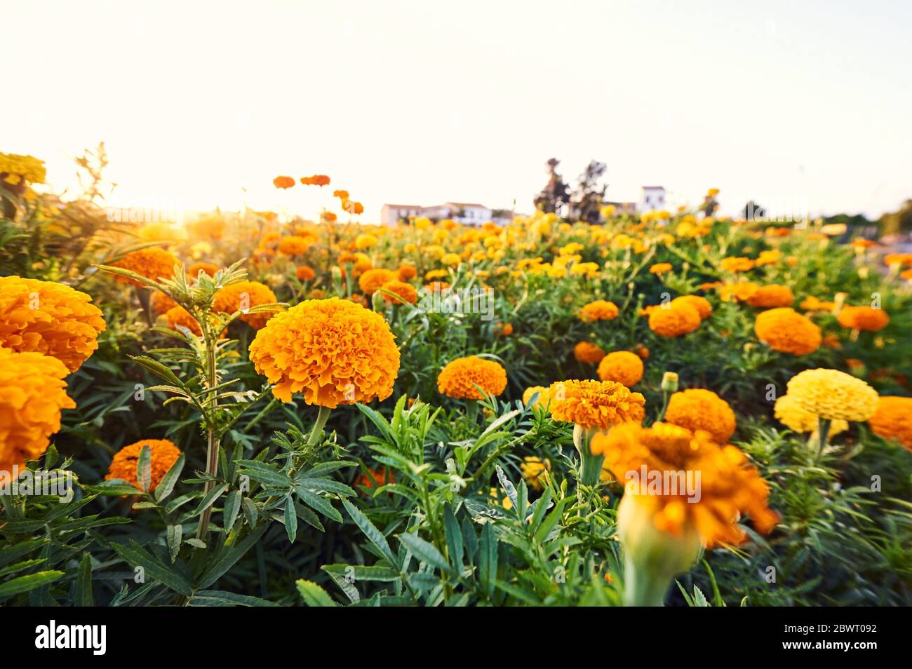 Springtime: field of flowers in Horta of Valencia, Spain. Explosion of color in spring bloom. Stock Photo