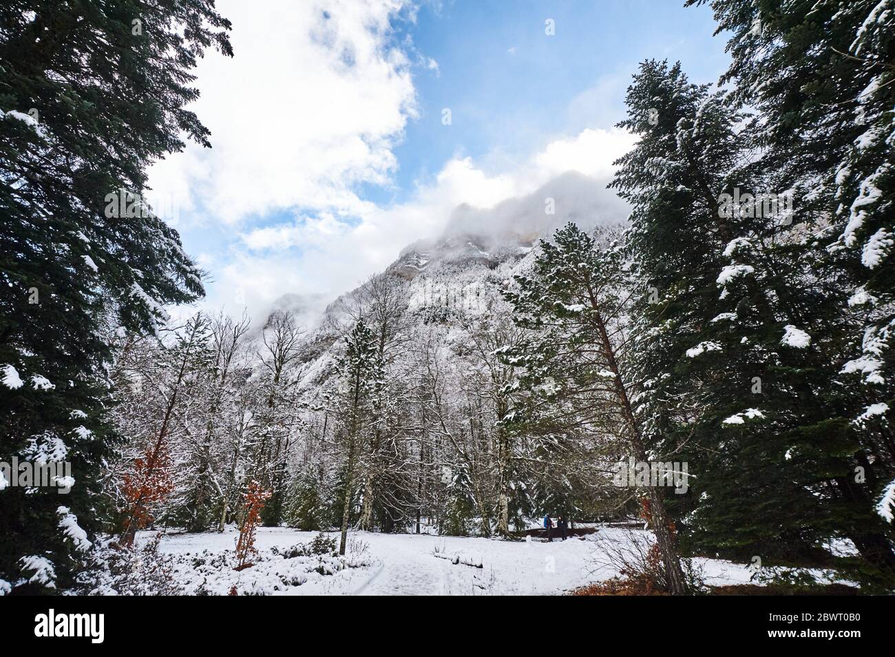 Pyrenees: Snowy alpine forest in the National park of Ordesa and Monte Perdido (Huesca province, Aragon region, Spain) Stock Photo
