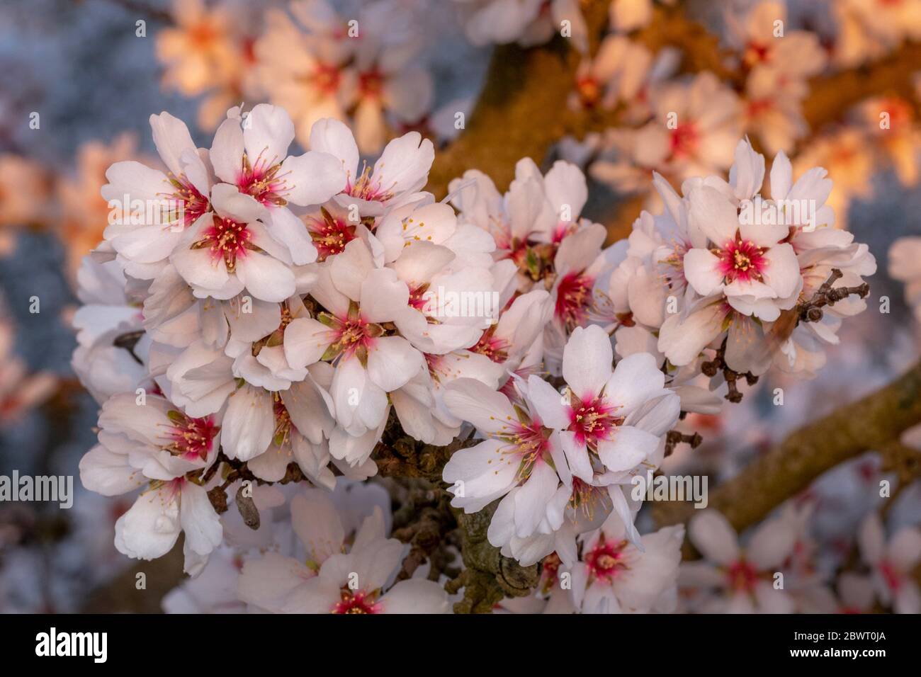 Gorgeous Gathering of Almond Blossoms. Stock Photo