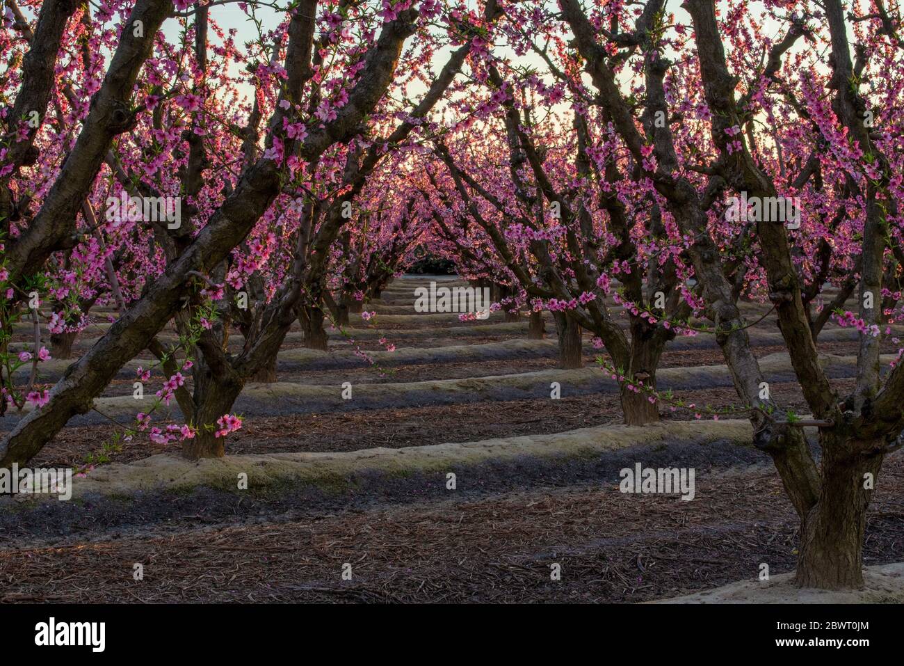 Fruit Blossoms San Joaquin Valley CA USA. Stock Photo