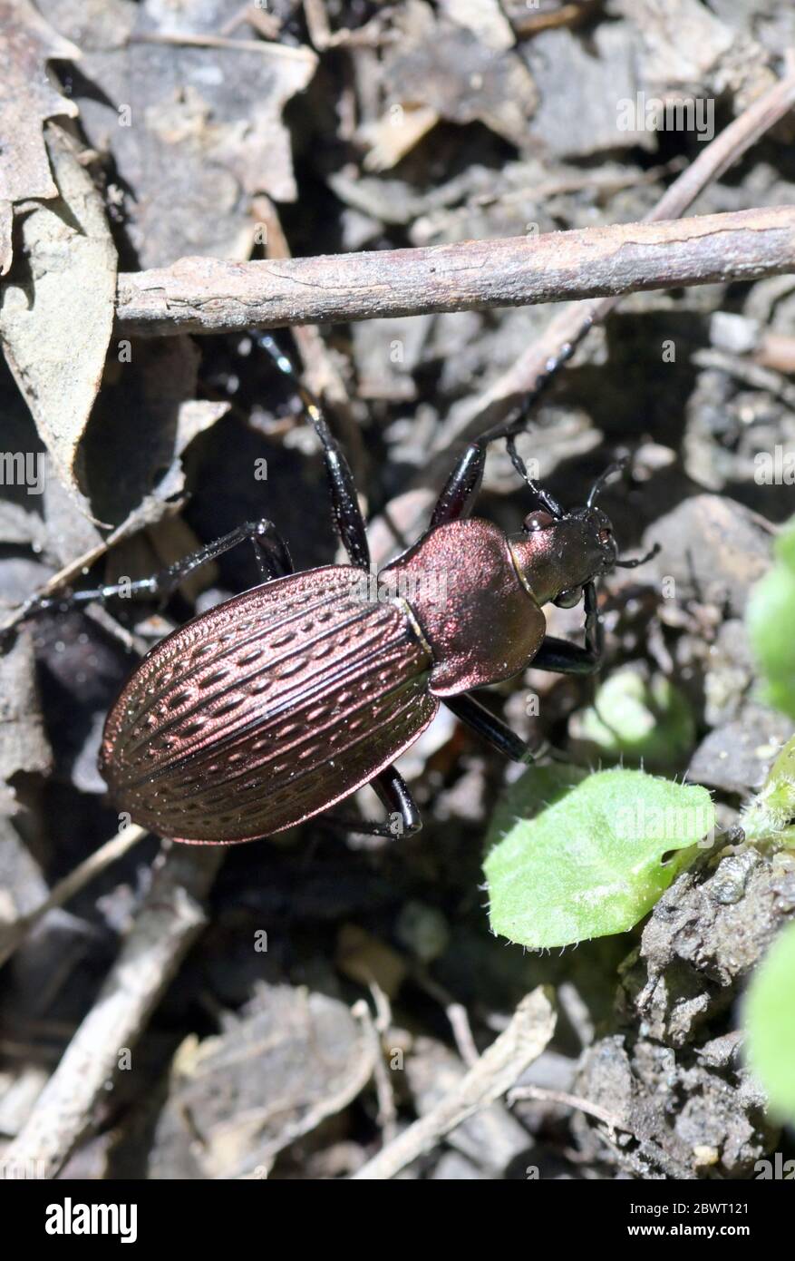 Carabus Cancellatus Copper Color Bug in Forest Stock Photo