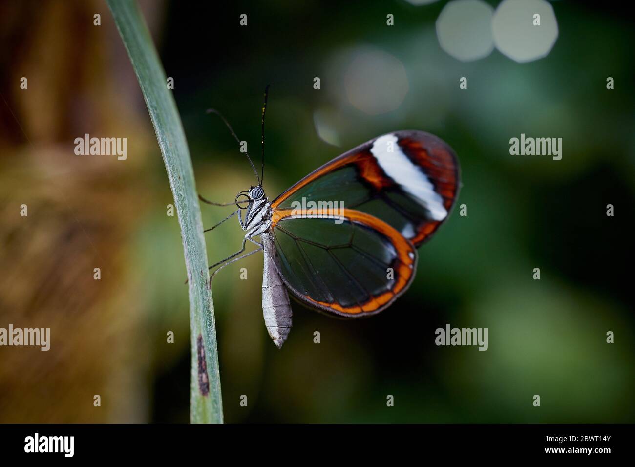 Glasswing butterfly (Greta Oto) Stock Photo