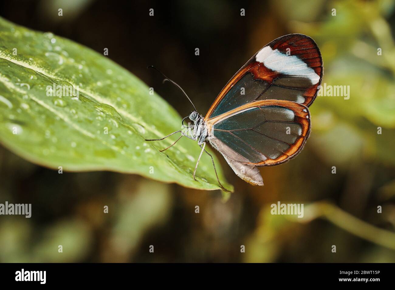 Glasswing butterfly (Greta Oto) Stock Photo