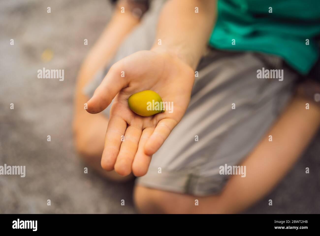 Micro yellow mango in a boy's hand Stock Photo - Alamy