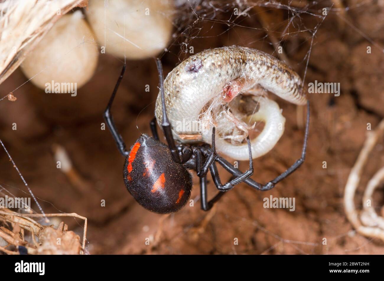 Latrodectus hires stock photography and images Alamy