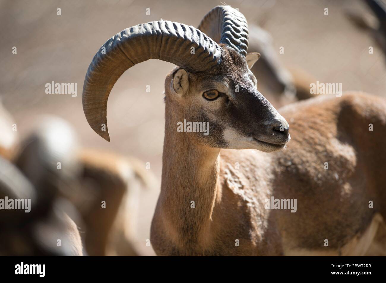 European Mouflon Ovis aries orientalis / Ovis ammon musimon / Ovis gmelini musimon rams and ewe. Sardinia. Stock Photo