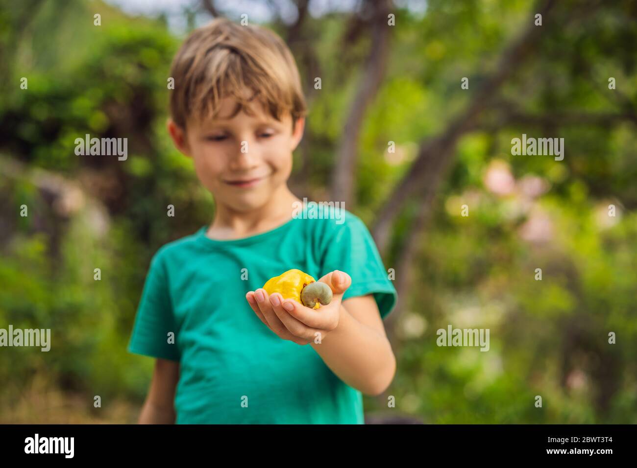 Hand harvesting Cashew fruit cashew apple in hand Stock Photo Alamy