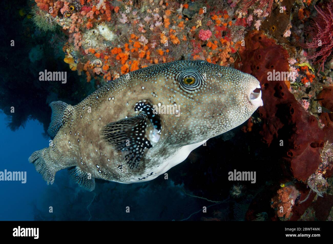 Puffer fish circle High Resolution Stock Photography and Images Alamy