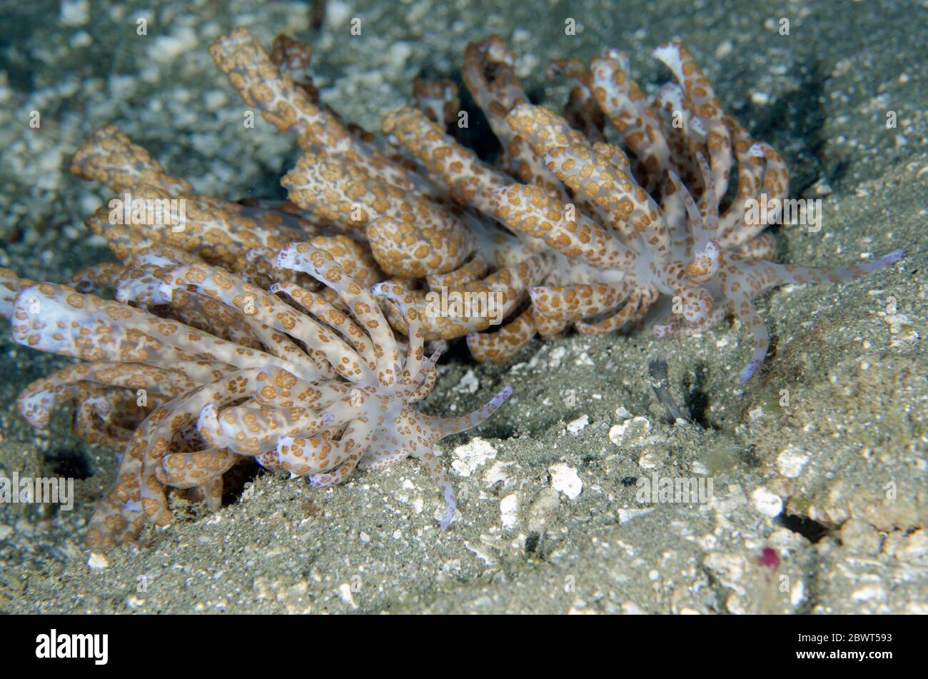 Long-cirri Phyllodesmium Nudibranch (Phyllodesmium longicirrum), Laha dive site, Ambon, Maluku, Indonesia, Banda Sea. Stock Photo