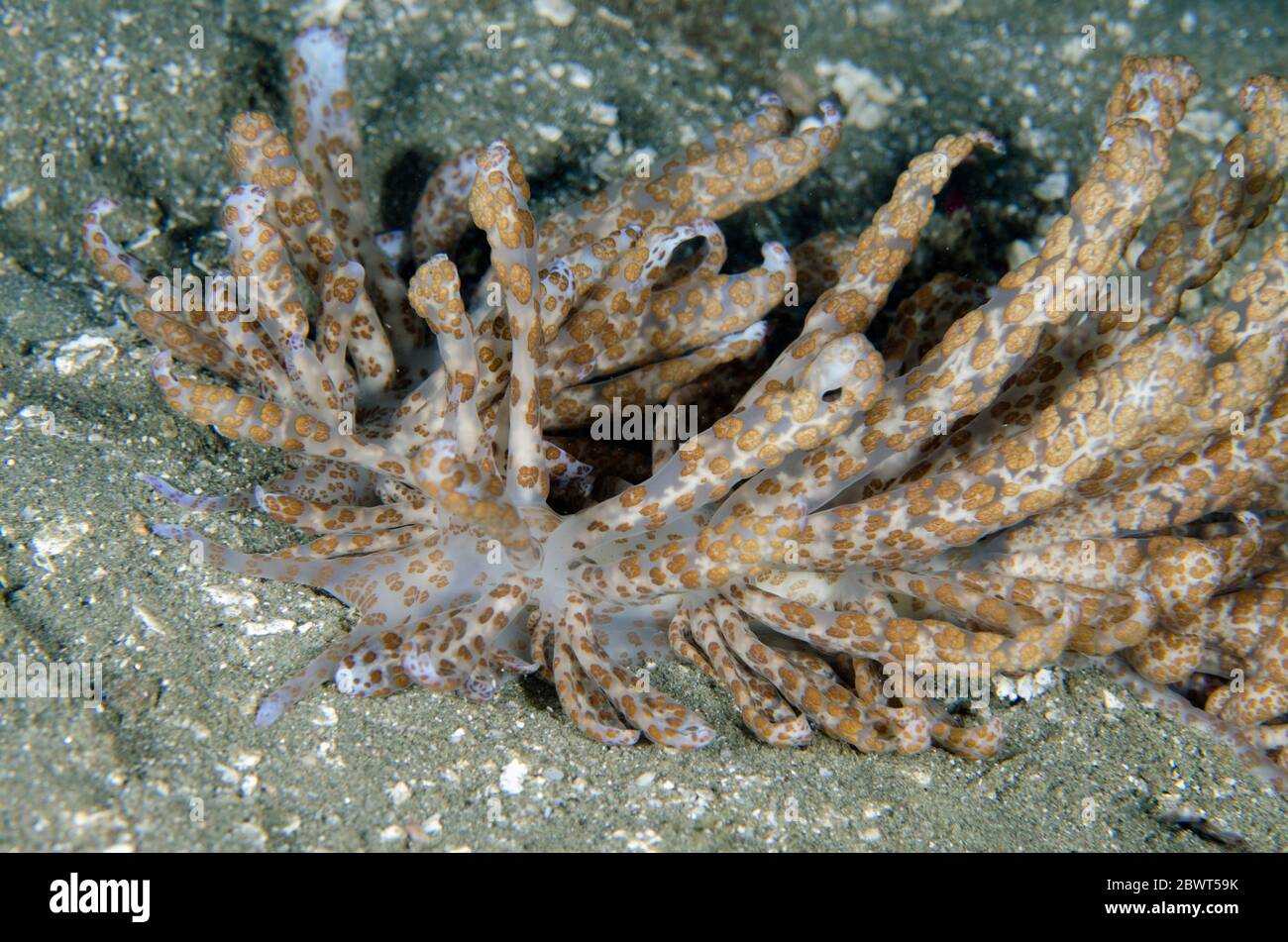 Long-cirri Phyllodesmium Nudibranch (Phyllodesmium longicirrum), Laha dive site, Ambon, Maluku, Indonesia, Banda Sea. Stock Photo