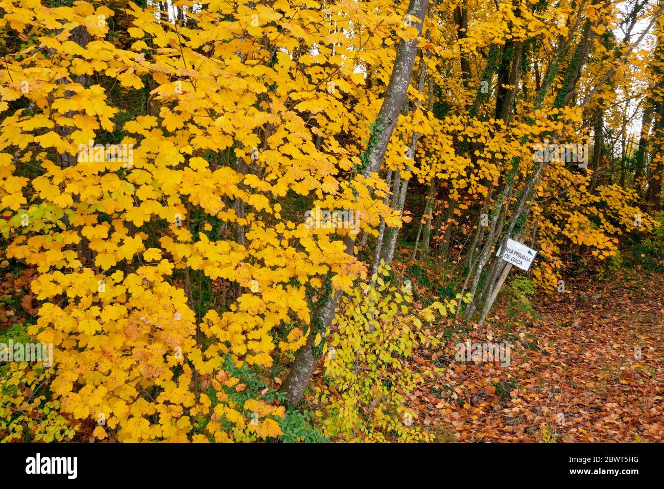 Autumn Maple trees (Acer opalus granatense) at Oristà village countryside.  Lluçanès region, Barcelona province, Catalonia, Spain Stock Photo - Alamy