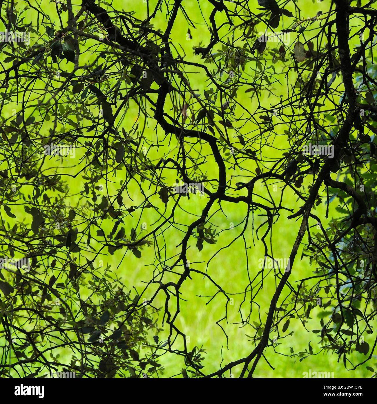 Holm Oak tree branches (Quercus ilex). Lluçà village countryside. Lluçanès region, Barcelona province, Catalonia, Spain. Stock Photo