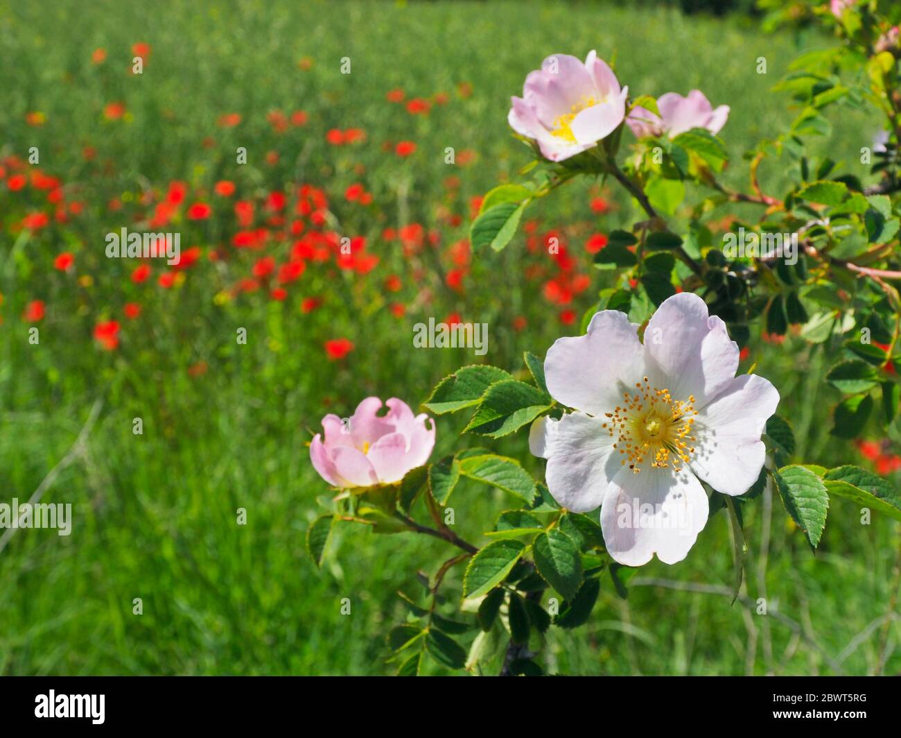 Wild roses (Rosae canina) and poppies. Lluçà village countryside. Lluçanès region, Barcelona province, Catalonia, Spain. Stock Photo