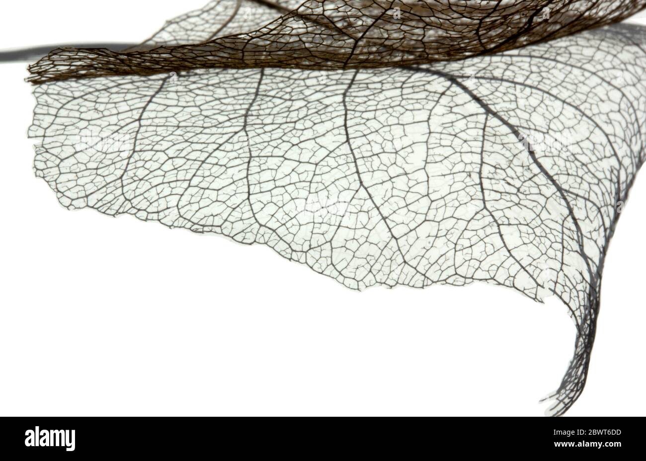 Macro shot of leaf vein skeleton. Abstract texture background Stock ...