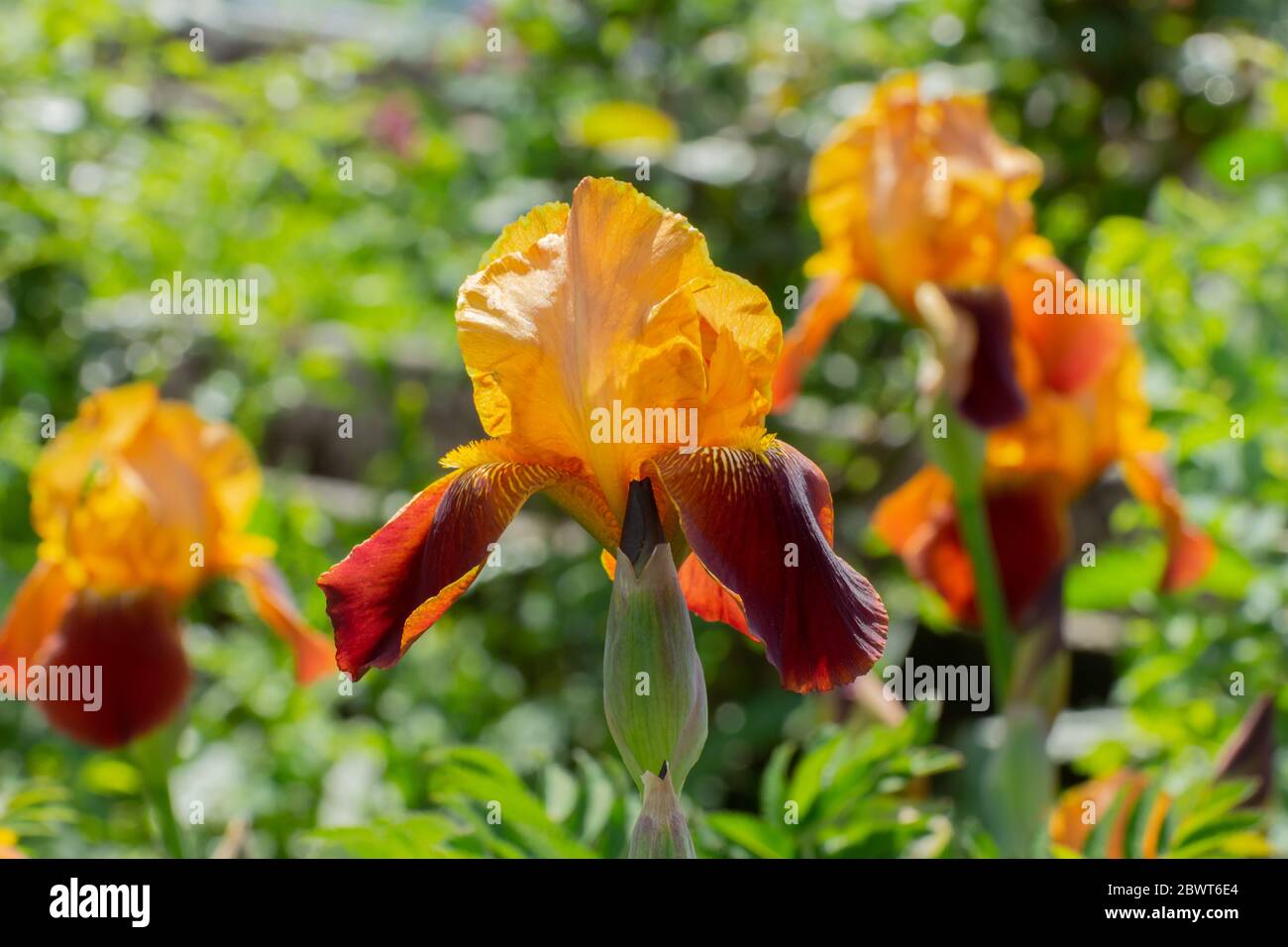 Close up of a red and orange german iris, Iris germanica or Ritter Schwertlilie Stock Photo