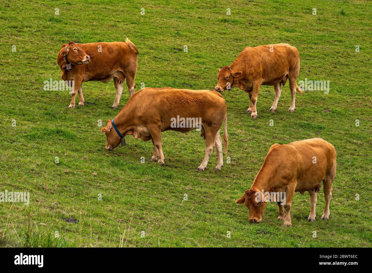 Four brown cows pasturing on the green hill on cloudy day. Basque ...