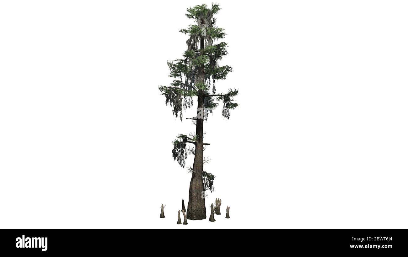 Bald Cypress tree - isolated on white background Stock Photo