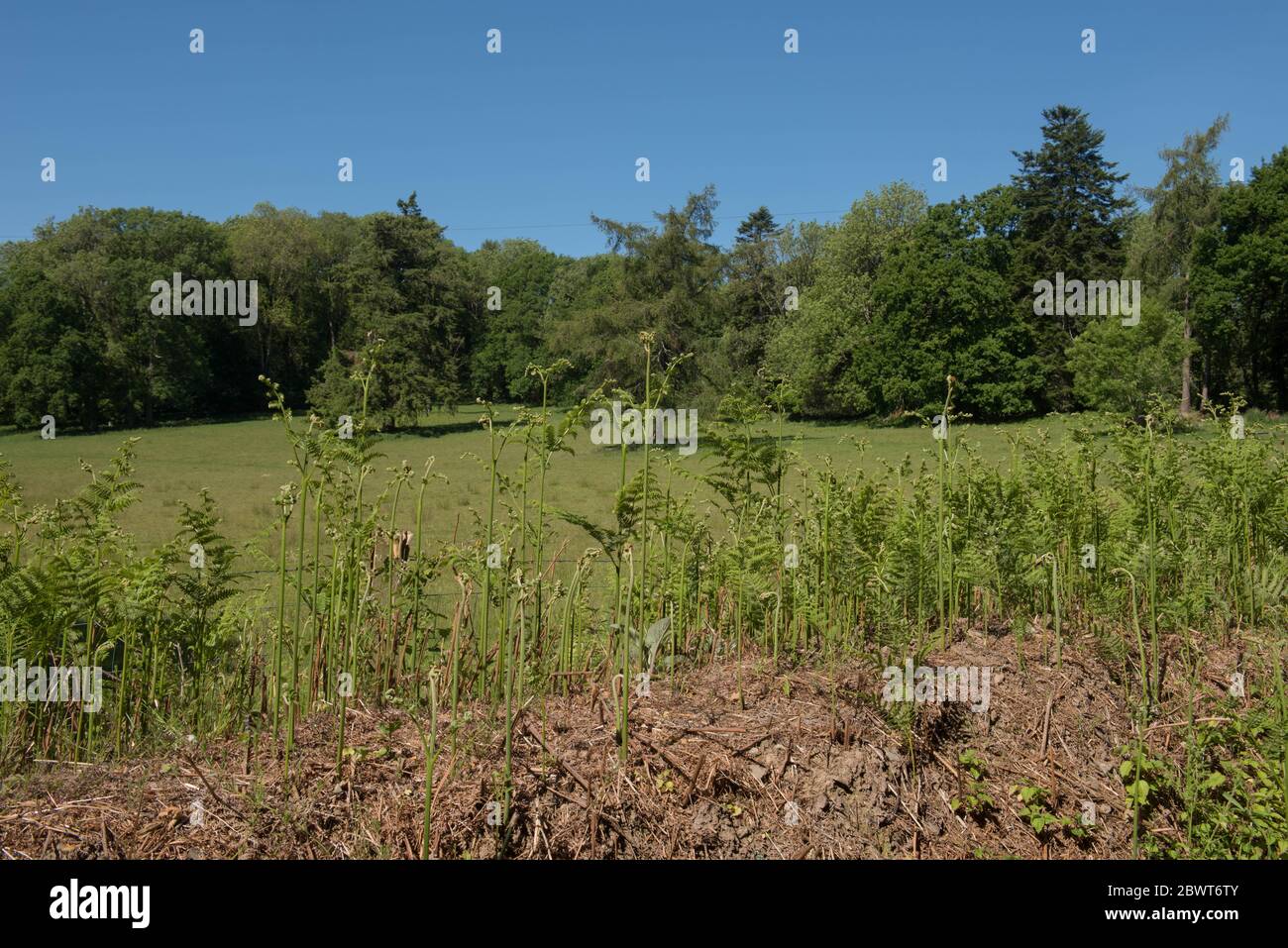 Unfurling Spring Fronds of Bracken Ferns (Pteridium) Growing on Top of a Grassy Roadside Bank with a Bright Blue Sky Background in Rural Devon Stock Photo