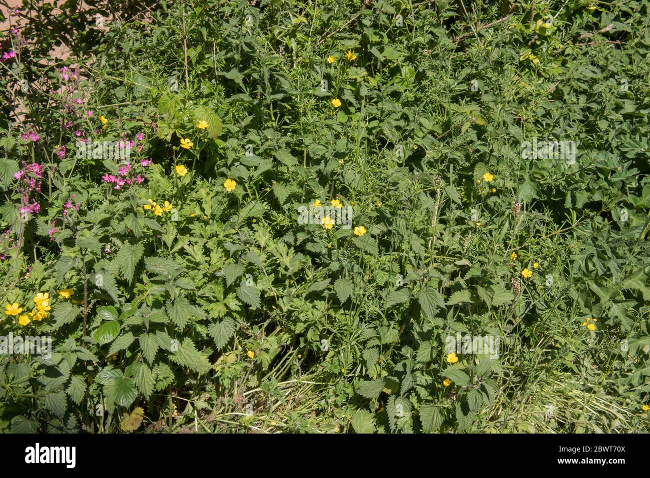 Spring Flowering Wildflowers and Weeds (Buttercups, Red Campion, Common Stinging Nettles, Bramble and Cleavers ) Growing on a Grassy Roadside Bank Stock Photo