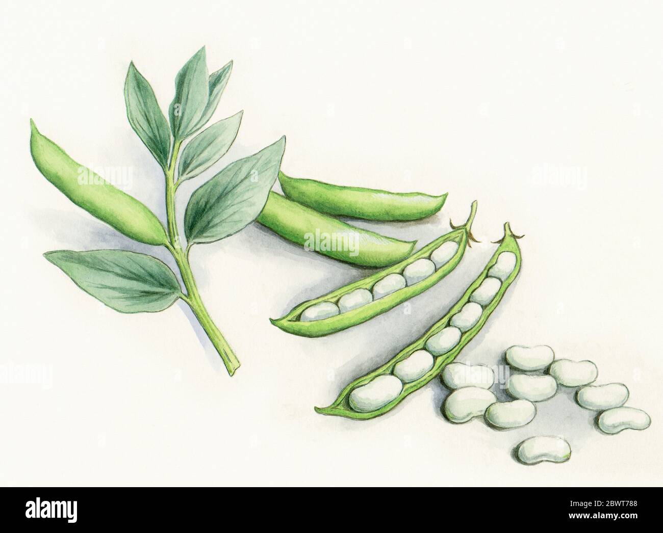 Watercolour painting of broad beans Stock Photo