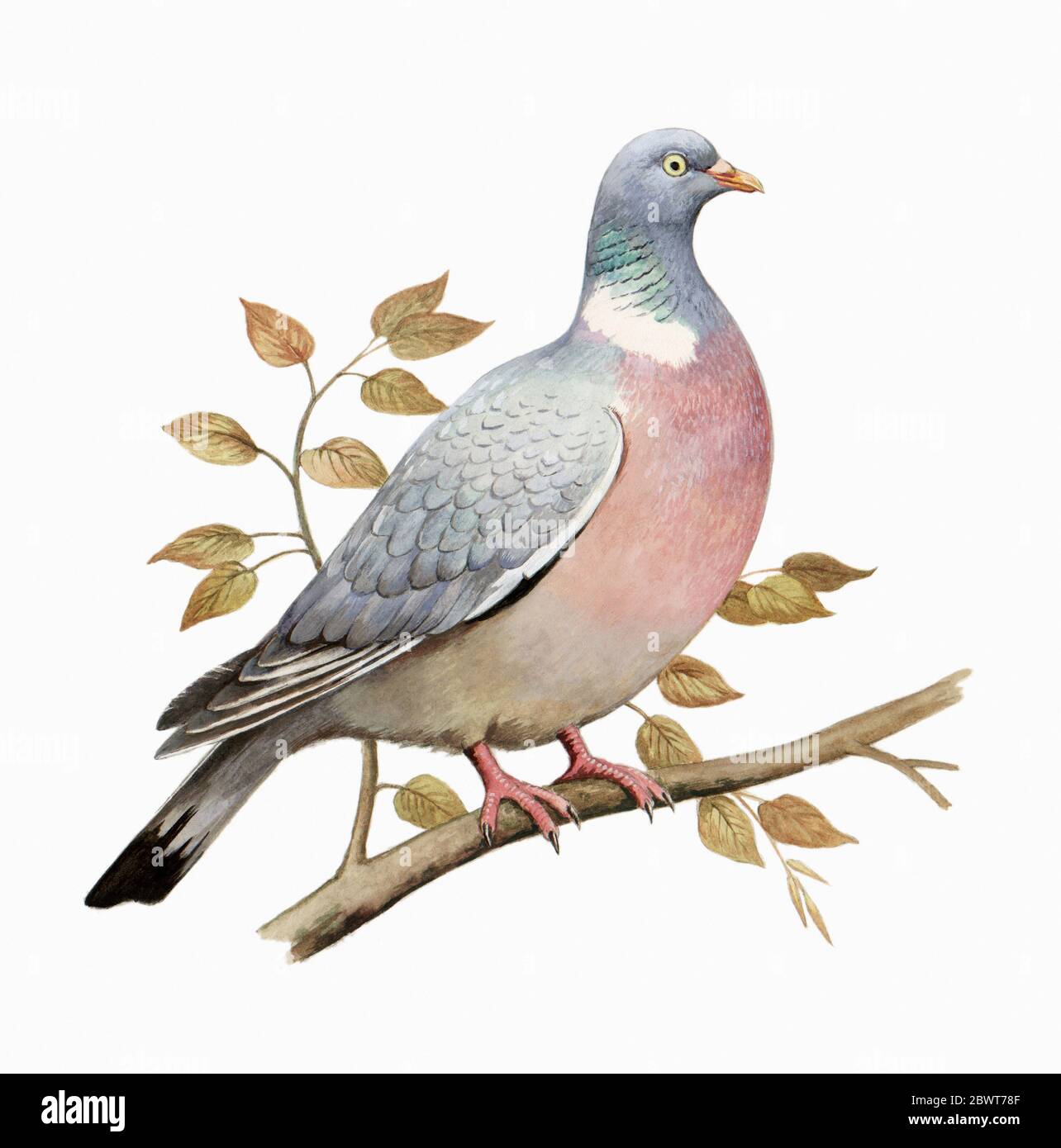 Watercolour painting of wood pigeon Stock Photo
