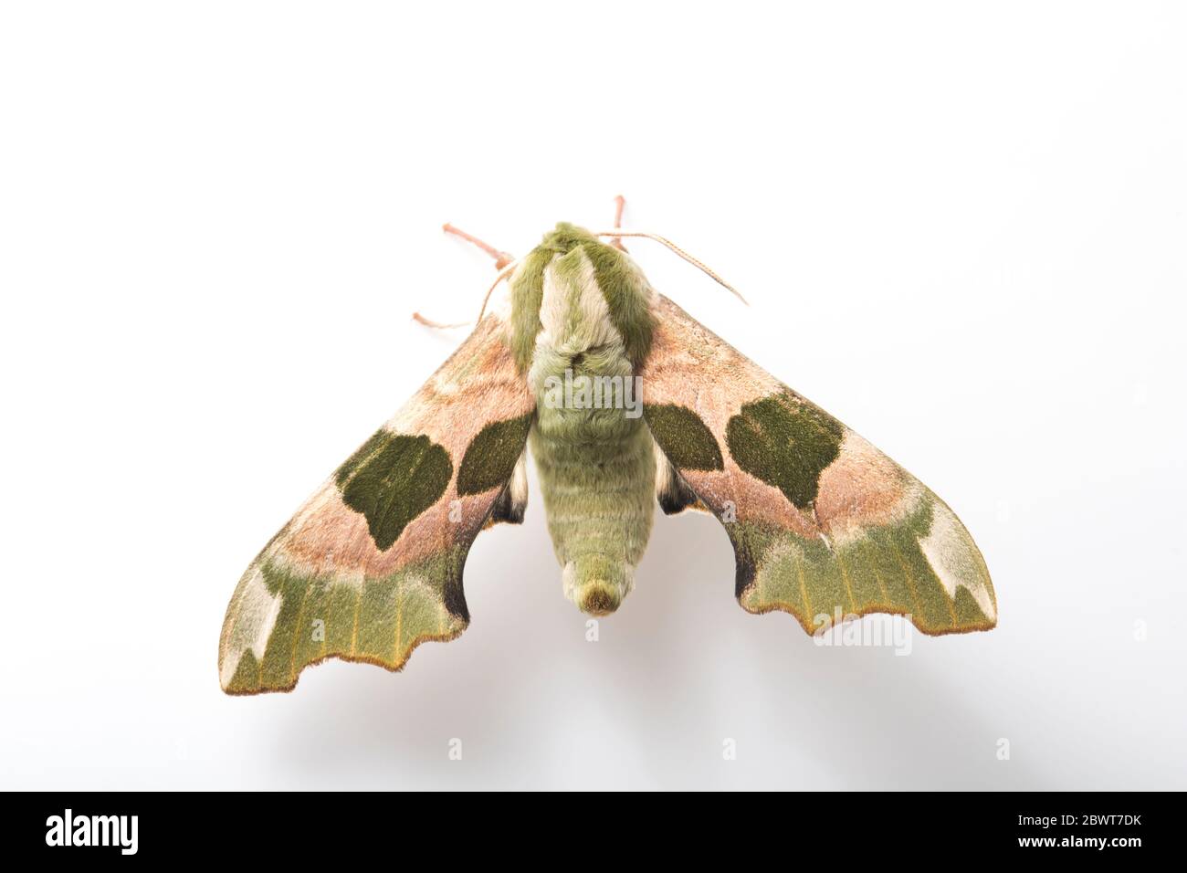 Moth camouflage pattern male hi-res stock photography and images - Alamy