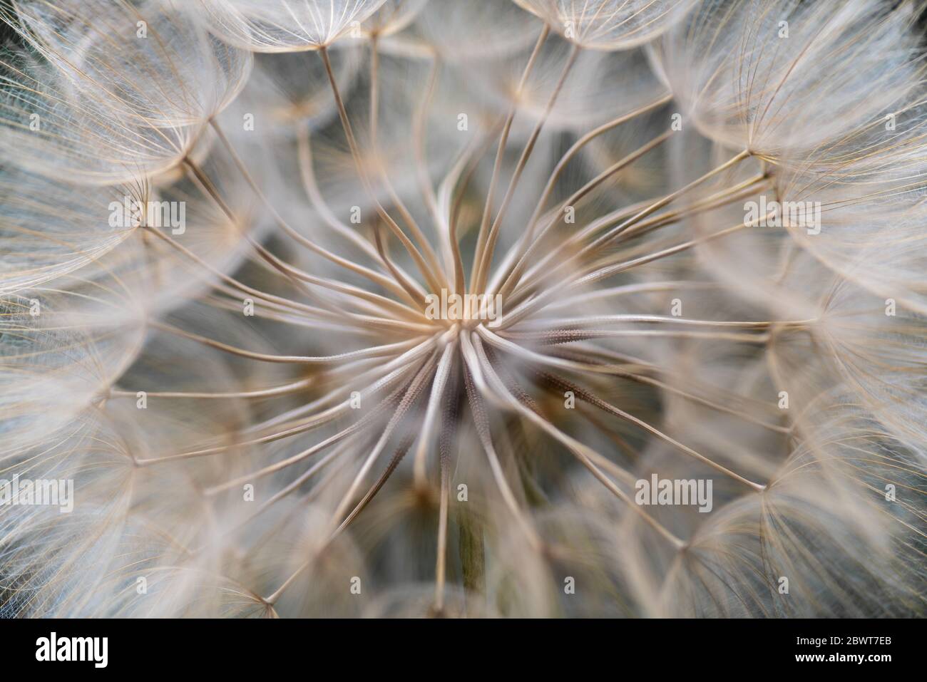 Western Salsify seeds, Tragopogon dubius, macro image Stock Photo