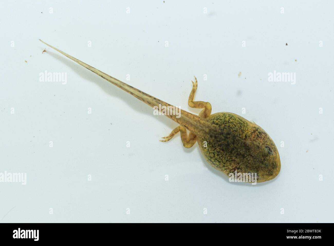 Common frog tadpole (Rana temporaria) developing hind legs, metamorphosing, metamorphosis Stock Photo