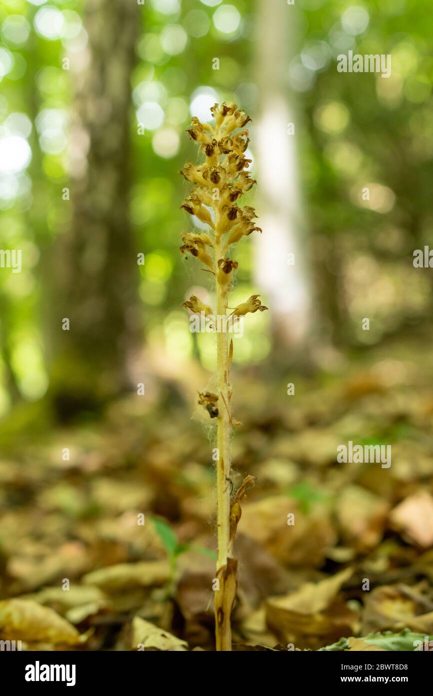 A rare bird's nest orchid (Neottia nidus-avis) in woodland at Homefield Wood, a nature reserve in Buckinghamshire, UK Stock Photo