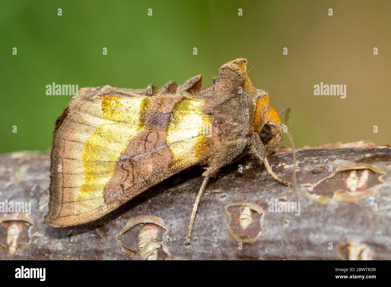 Burnished brass moth (Diachrysia chrysitis form aurea), UK Stock Photo