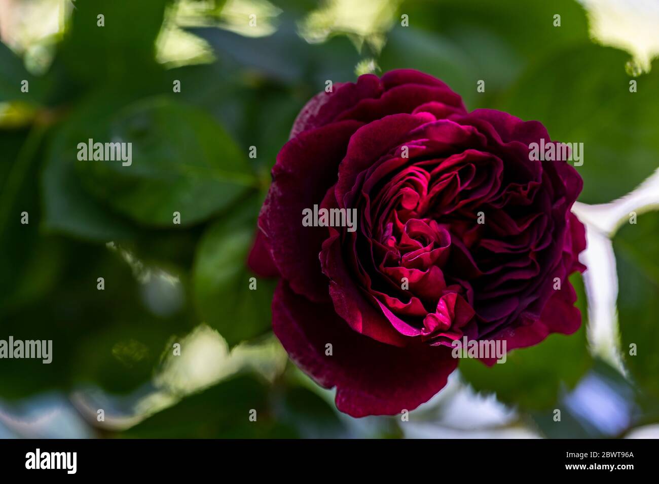 Rose William Shakespeare. Rose Cottage Garden Stock Photo - Alamy