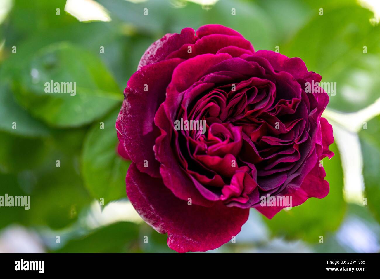 Rose William Shakespeare. Rose Cottage Garden. Stock Photo