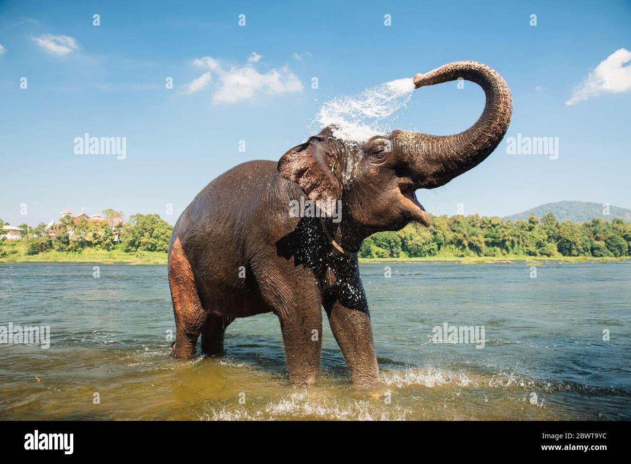 Elephant washing on southern banks of the periyar river at Kodanad training center Stock Photo