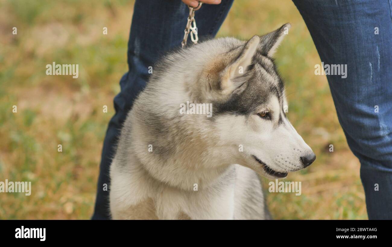 A dog of the Husky breed sits near its owner Stock Photo - Alamy