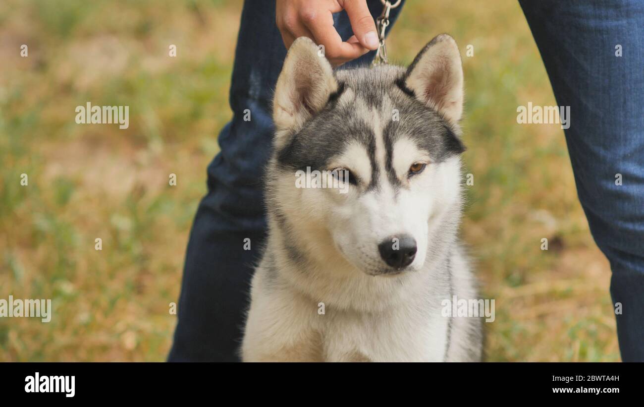 A dog of the Husky breed sits near its owner Stock Photo - Alamy