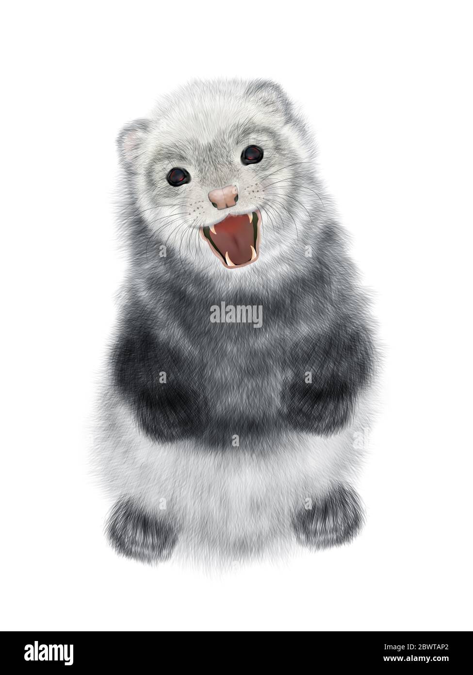 Realistic Drawing of Angry Ferret.  Polecat Drawing. Isolated on white background Stock Photo
