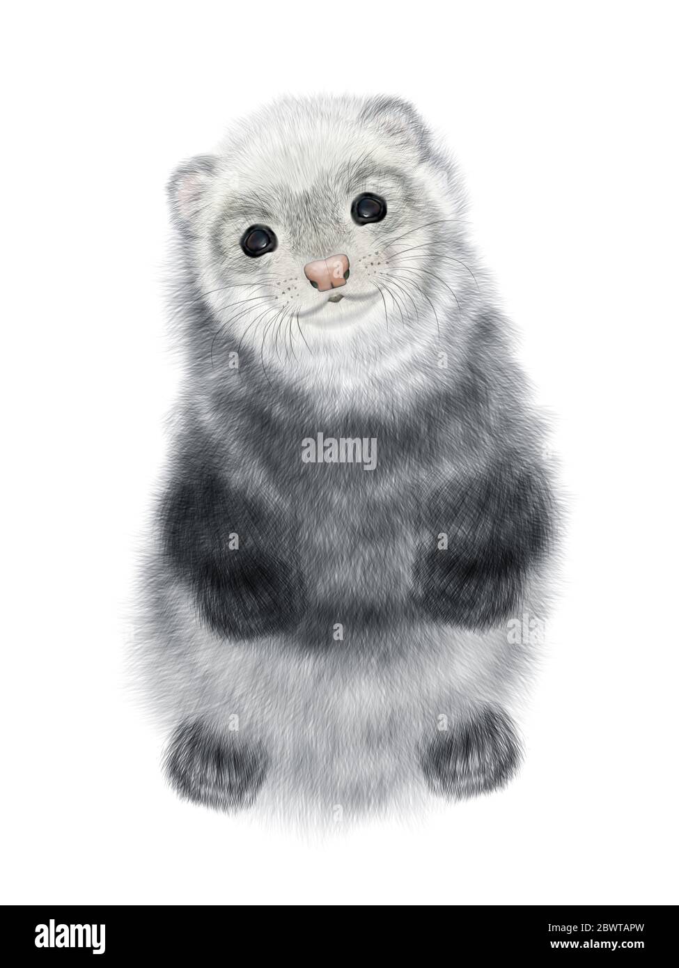 Realistic Drawing of Ferret.  Polecat Drawing. Isolated on white background. Stock Photo