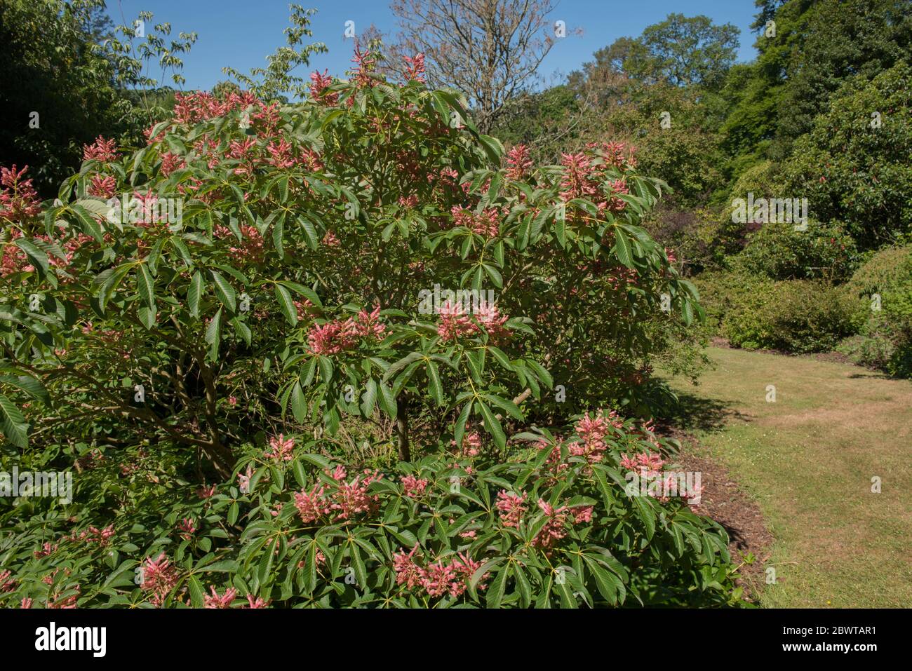 Spring Flowers of the Deciduous Red Buckeye Tree (Aesculus pavia 'Rosea nana') Growing in a Garden in Rural Devon, England, UK Stock Photo