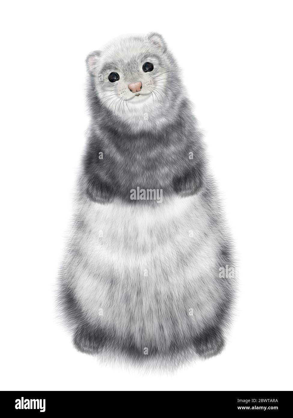 Realistic Drawing of Fat Ferret.  Polecat Drawing. Isolated on white background Stock Photo
